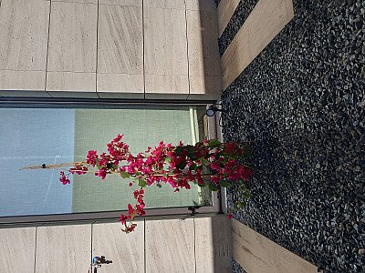 Proyecto de jardinería